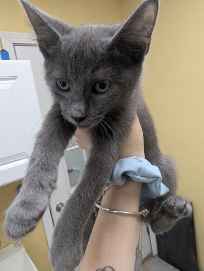 PASSION FRUIT - I AM AT PETSMART FRAMINGHAM - Domestic Shorthair / Mix available for adoption
