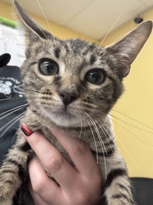 BLU - I AM AT PETSMART NORTHBOROUGH - Domestic Shorthair / Mix available for adoption
