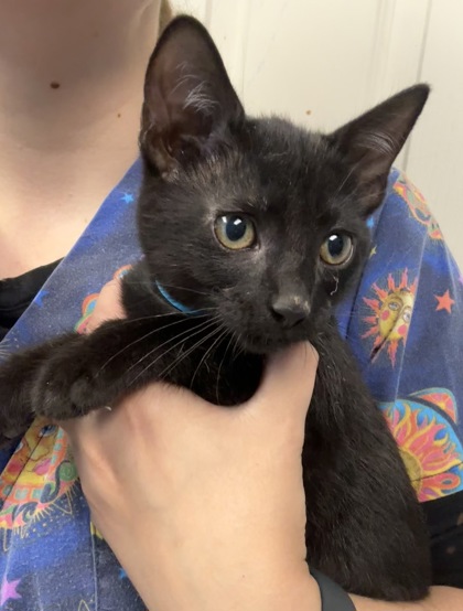 TRITELLEIA - I AM AT PETSMART NORTHBOROUGH - Domestic Shorthair / Mix available for adoption