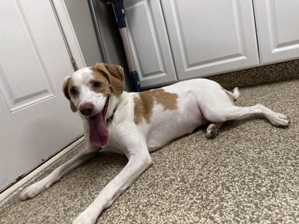 PENNY - Hound / Mix available for adoption