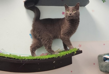 LINA - Domestic Shorthair / Mix for adoption in Worcester