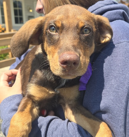 DRIFTER - Australian Shepherd / Mix available for adoption