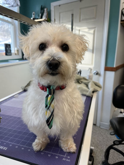 Hercules, a 4 years old male Shih Tzu X Poodle available for adoption from Second Chance Animal Services in East Brookfield, Massachusetts
