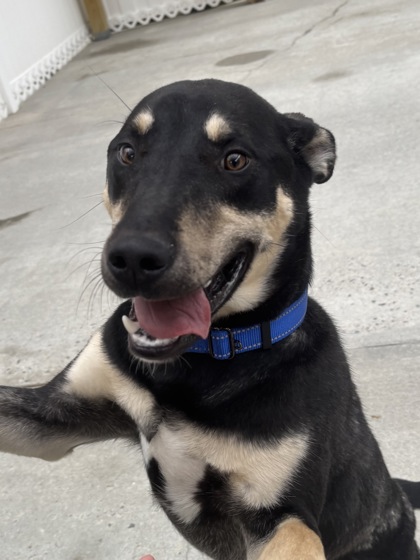 QUICK SILVER - Shepherd / Mix available for adoption