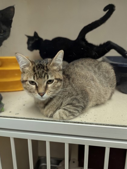 WENDY - I AM AT PETSMART FRAMINGHAM - Domestic Shorthair / Mix available for adoption