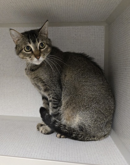 TILLIE - Domestic Shorthair / Mix available for adoption