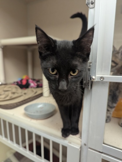 CATWOMAN - I AM AT PETSMART FRAMINGHAM - Domestic Shorthair / Mix available for adoption