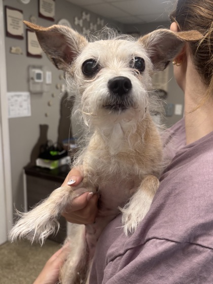 STAR - HOSPICE (CALL FOR INFO) - Long Coat Chihuahua / Mix for adoption in Worcester