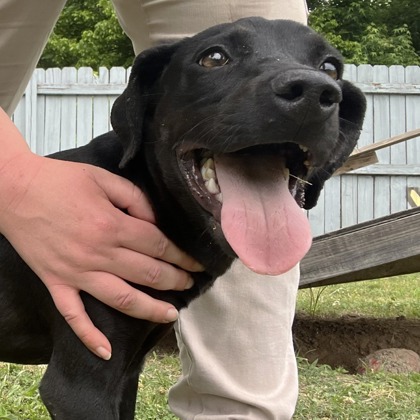 GUNNER - I AM AT KLEM'S PET EXPO SAT 12-2PM - Labrador Retriever / Mix available for adoption