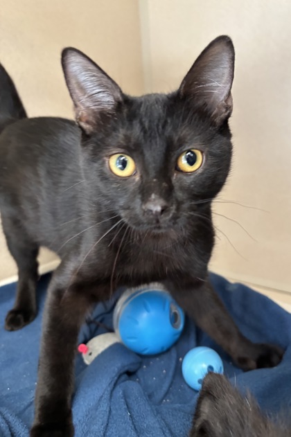 SALEM - I AM AT PETSMART FRAMINGHAM - Domestic Shorthair / Mix available for adoption