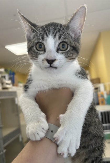 CORN DOG - I AM AT PETSMART FRAMINGHAM