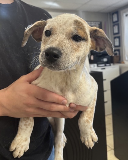 GINNY - American Red Heeler / Mix for adoption in Worcester
