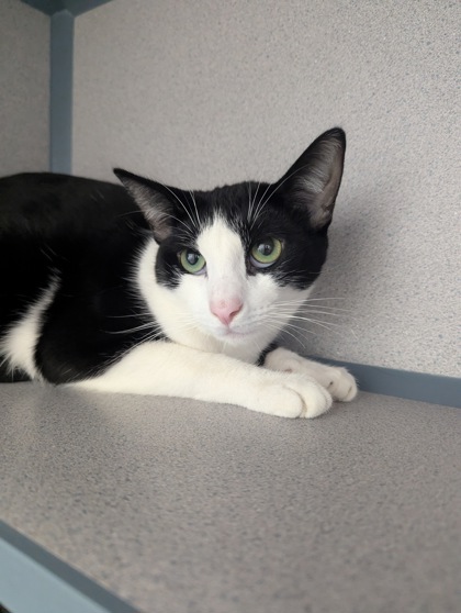 PEPPER - I AM AT PETSMART FRAMINGHAM
