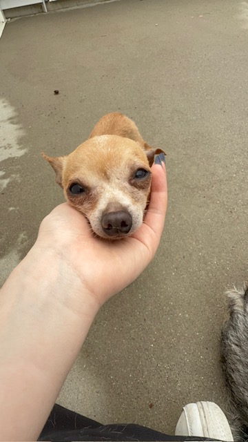 NUGGET - Short Coat Chihuahua / Mix available for adoption