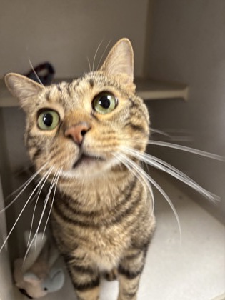 ZIMBA - OFFICE CAT - Domestic Shorthair / Mix available for adoption