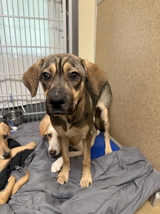 CLOVER MAY - Hound / Mix available for adoption