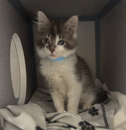 NAMU - FIV+ (CALL FOR MORE INFORMATION) - Domestic Longhair / Mix available for adoption
