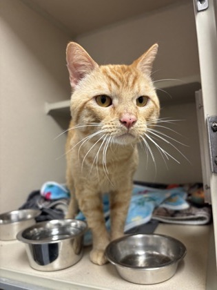 OLIVER - Domestic Shorthair / Mix available for adoption