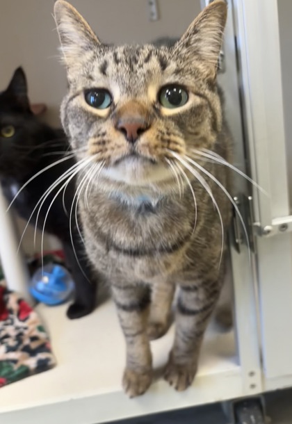 PARKERS/MOMO-BONDED PAIR - Domestic Shorthair / Mix available for adoption