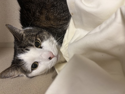 LEVI - Domestic Shorthair / Mix available for adoption