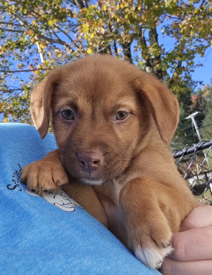 KAYLYN-MAPFRE EVENT 10-1:30PM - Australian Shepherd / Mix available for adoption