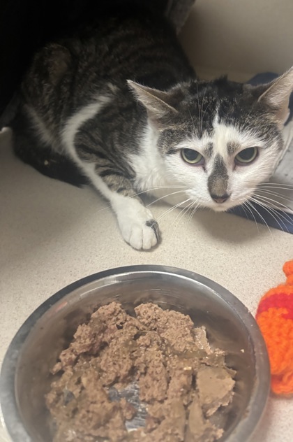 TAPPY - Domestic Shorthair / Mix for adoption in Worcester