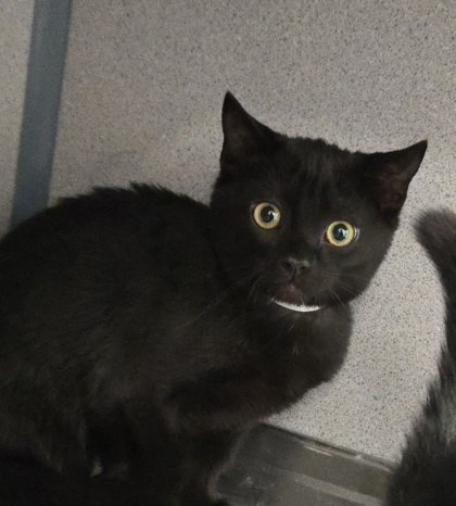 TUBA/POP! - BONDED PAIR - Domestic Shorthair / Mix available for adoption