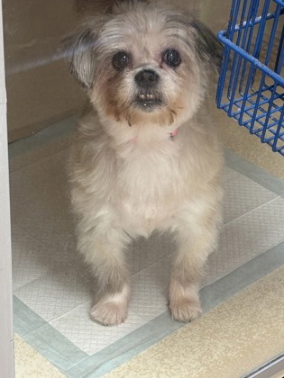 ROSIE - Shih Tzu / Terrier for adoption in Worcester