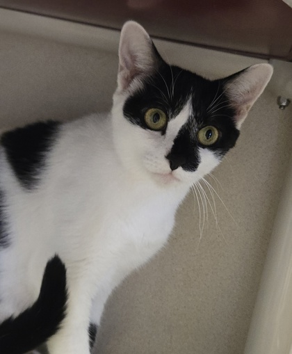 MAY - Domestic Shorthair / Mix available for adoption