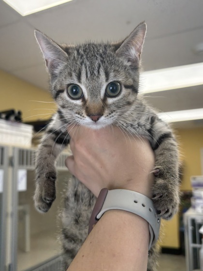 COTTON CANDY - I AM AT PETSMART FRAMINGHAM