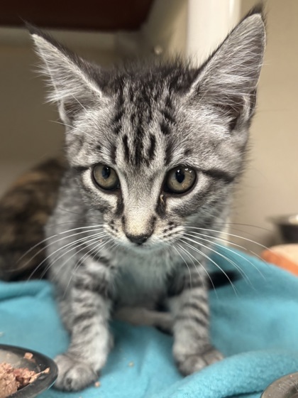 RANGER - I AM AT PETSMART FRAMINGHAM - Domestic Shorthair / Mix available for adoption