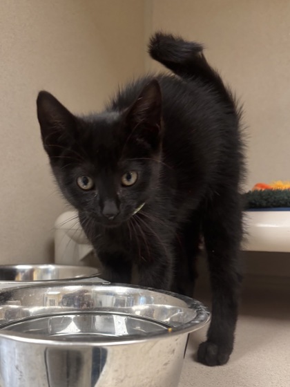 KNIGHT - I AM AT PETSMART FRAMINGHAM - Domestic Shorthair / Mix available for adoption