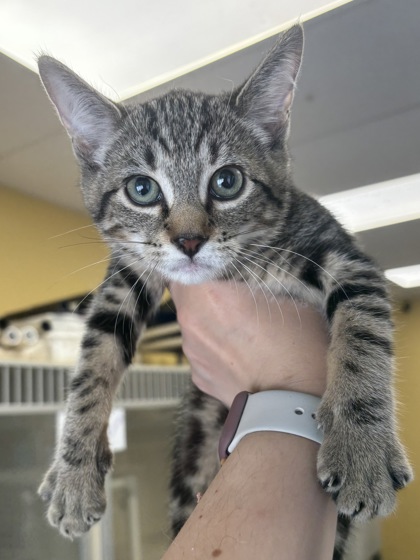 BLOOMIN' ONION - I AM AT PETSMART FRAMINGHAM