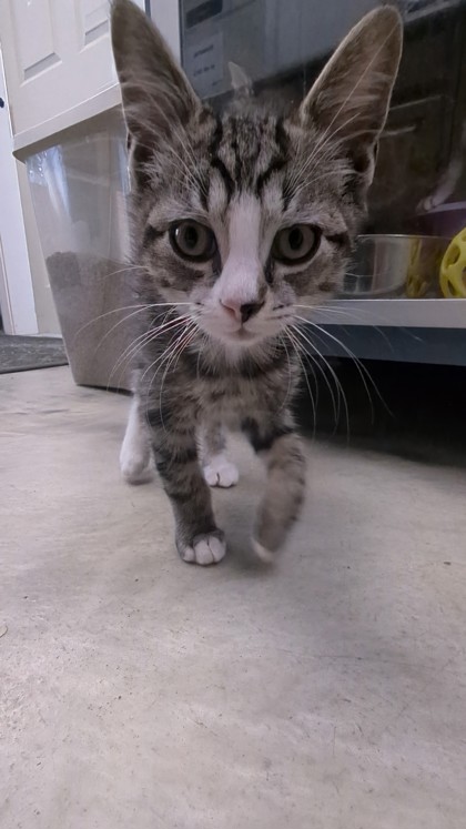 MAURICIO - I AM AT PETSMART FRAMINGHAM - Domestic Shorthair / Mix available for adoption