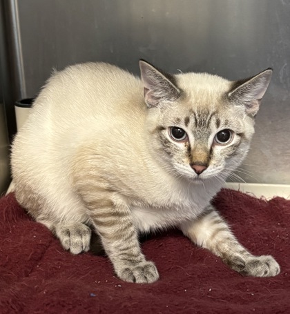 BUTTONS - I AM AT PETSMART FRAMINGHAM - Siamese / Mix available for adoption