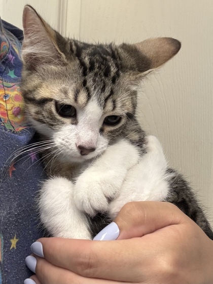 TROLLIUS - I AM AT PETSMART NORTHBOROUGH - Domestic Shorthair / Mix available for adoption