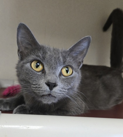 ADA - I AM AT PETSMART FRAMINGHAM