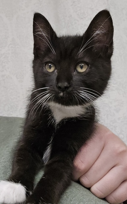 CLARA - I AM AT PETSMART FRAMINGHAM - Domestic Shorthair / Mix available for adoption