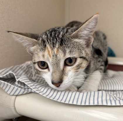BELLA - I AM AT PETSMART FRAMINGHAM - Domestic Shorthair / Mix available for adoption