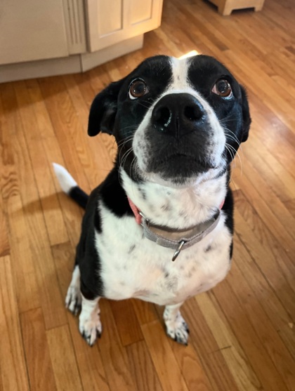 LISA - IN FOSTER, CALL SHELTER FOR MORE INFO! - Hound / Retriever available for adoption