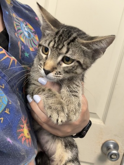 TRITONIA - I AM AT PETSMART NORTHBOROUGH - Domestic Shorthair / Mix available for adoption