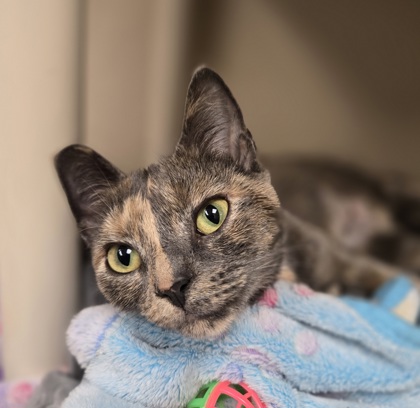 QUINN/HARLEY - BONDED PAIR @ PS FRAMINGHAM - Domestic Shorthair / Mix available for adoption