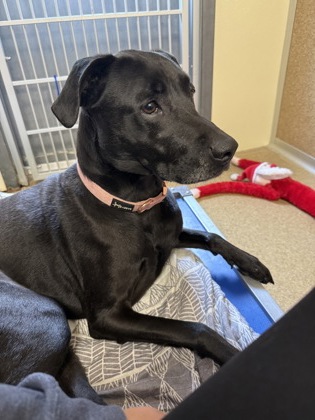 ROSE ( FKA BJ) - Labrador Retriever / Mix for adoption in Worcester