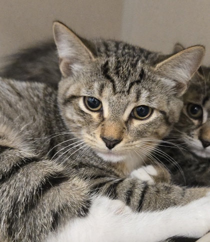 DOLORES - I AM AT PETSMART NORTHBOROUGH - Domestic Shorthair / Mix available for adoption