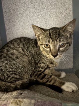 EXPECTO PATRONUM - I AM AT PETSMART FRAMINGHAM