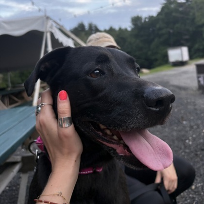 ROSE(FKA BJ)- IN FOSTER (CALL TO SCHEDULE A MEET) - Labrador Retriever / Mix for adoption in Worcester