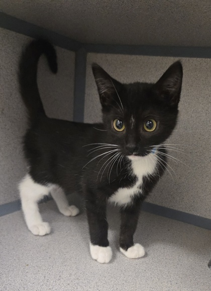 EMMY - I AM AT PETSMART NORTHBOROUGH - Domestic Shorthair / Mix available for adoption