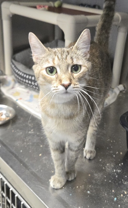 SILVA - I AM AT PETSMART NORTHBOROUGH - Domestic Shorthair / Mix available for adoption