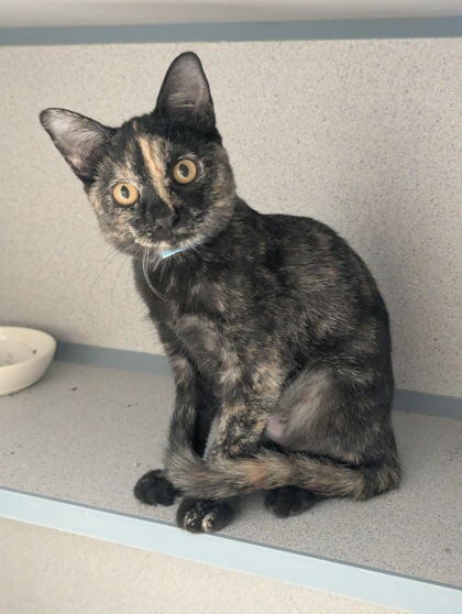 LAURA- I AM AT PETSMART NORTHBOROUGH - Domestic Shorthair / Mix available for adoption