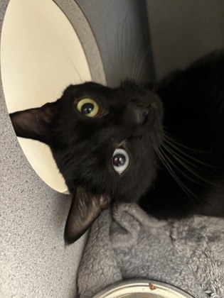 LICORICE - I AM AT PETSMART NORTHBOROUGH - Domestic Shorthair / Mix available for adoption